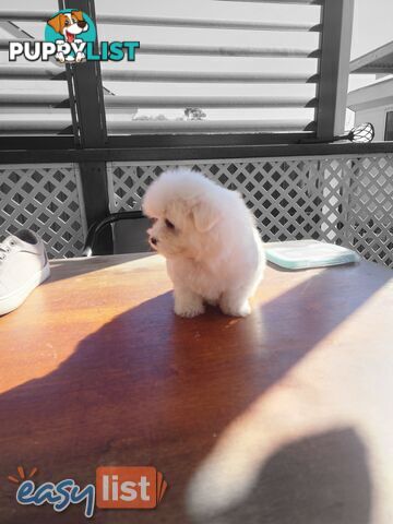 Maltese puppies purebred
