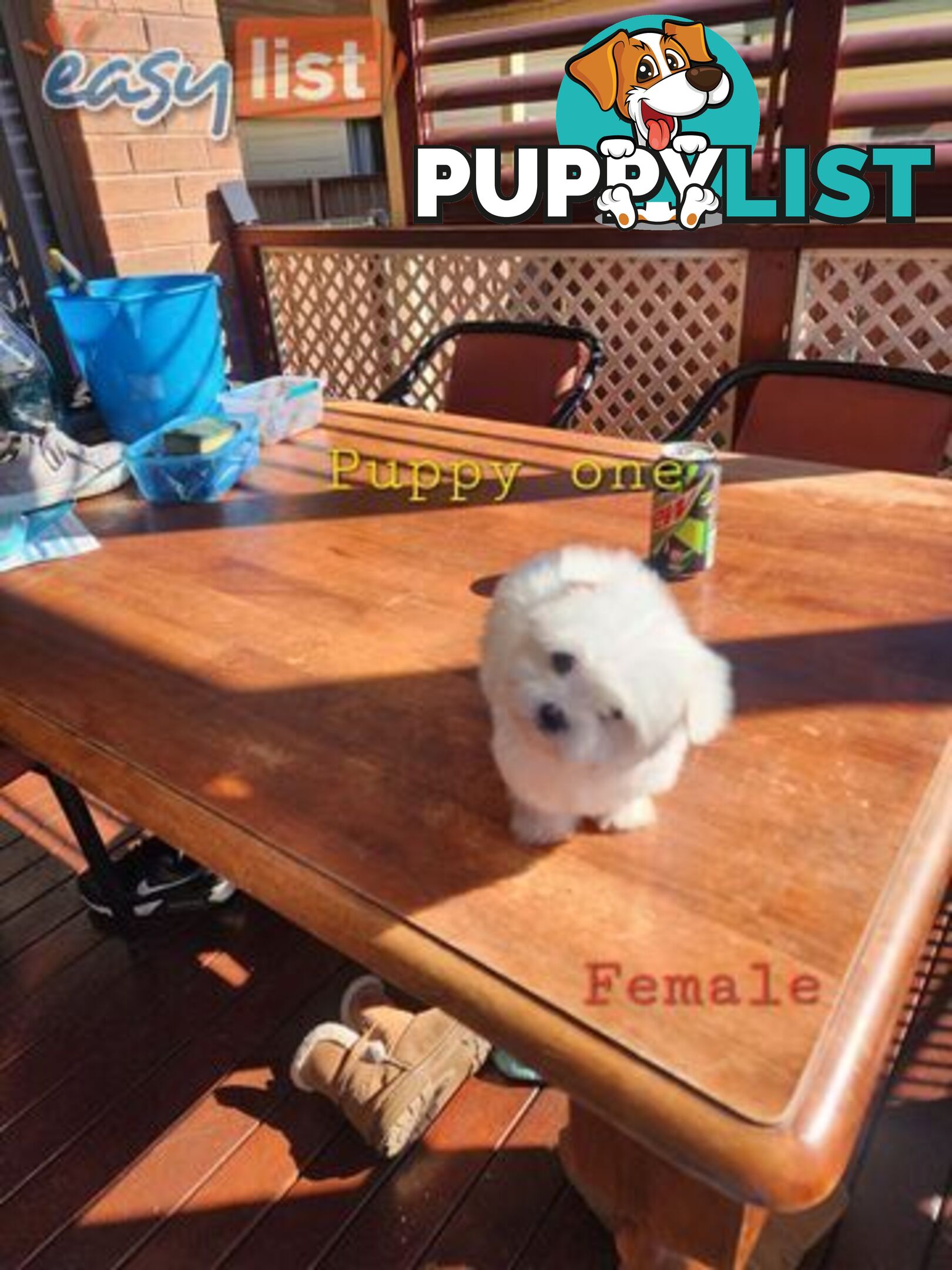 Maltese puppies purebred