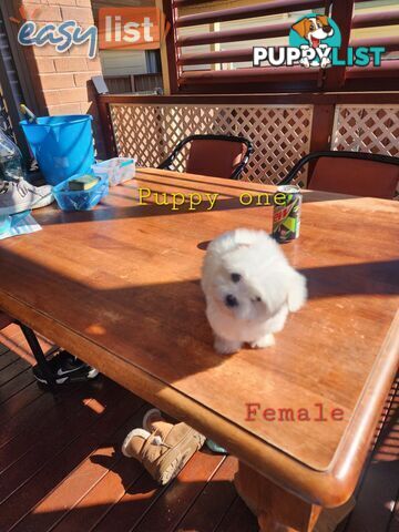 Maltese puppies purebred