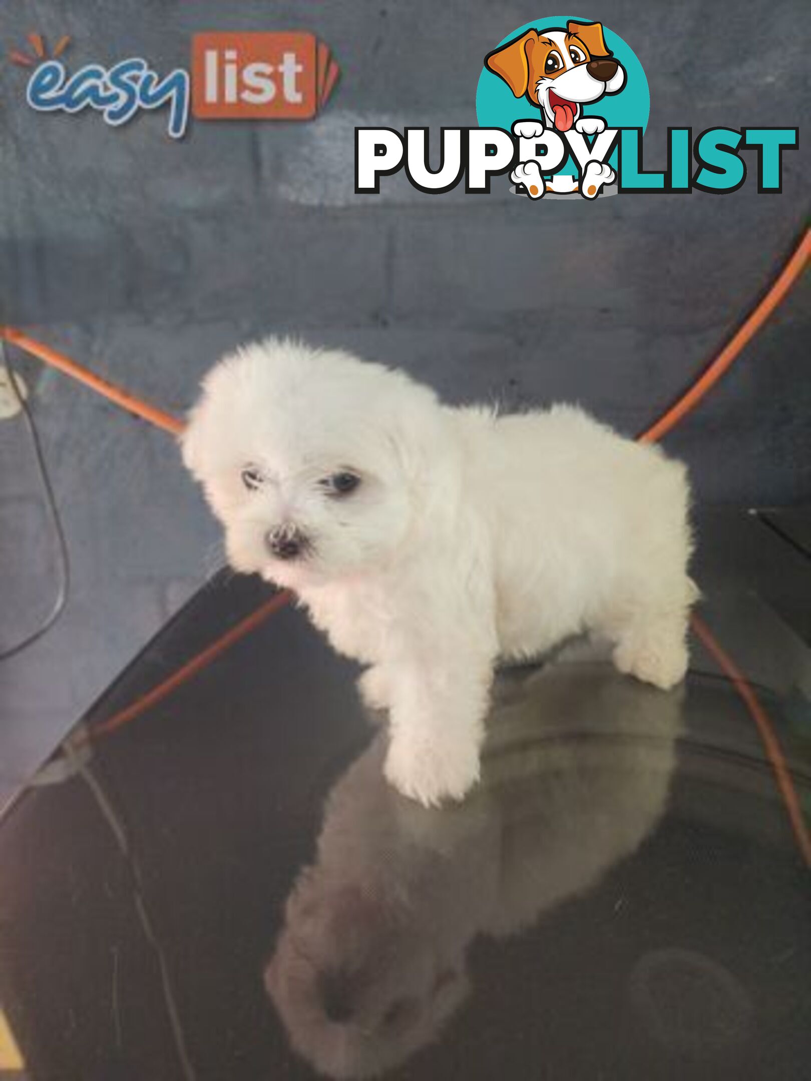 Maltese puppies purebred