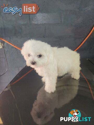 Maltese puppies purebred
