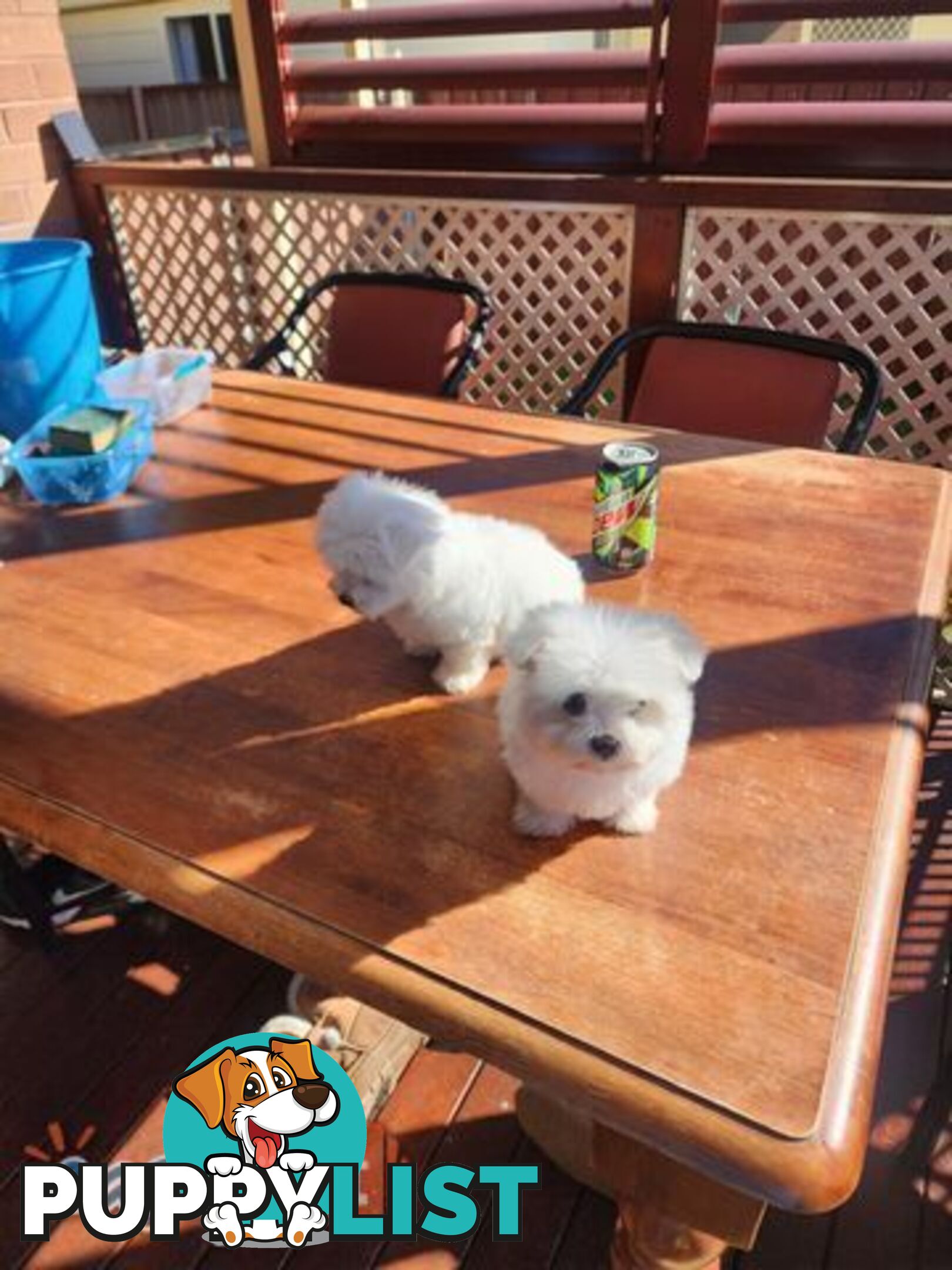 Maltese puppies purebred