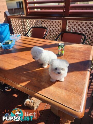 Maltese puppies purebred