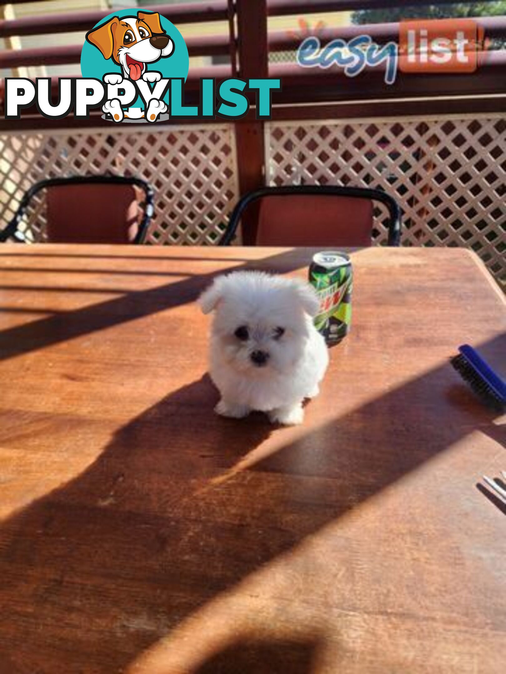 Maltese puppies purebred
