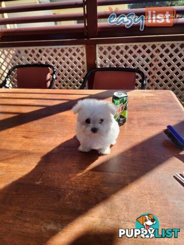 Maltese puppies purebred