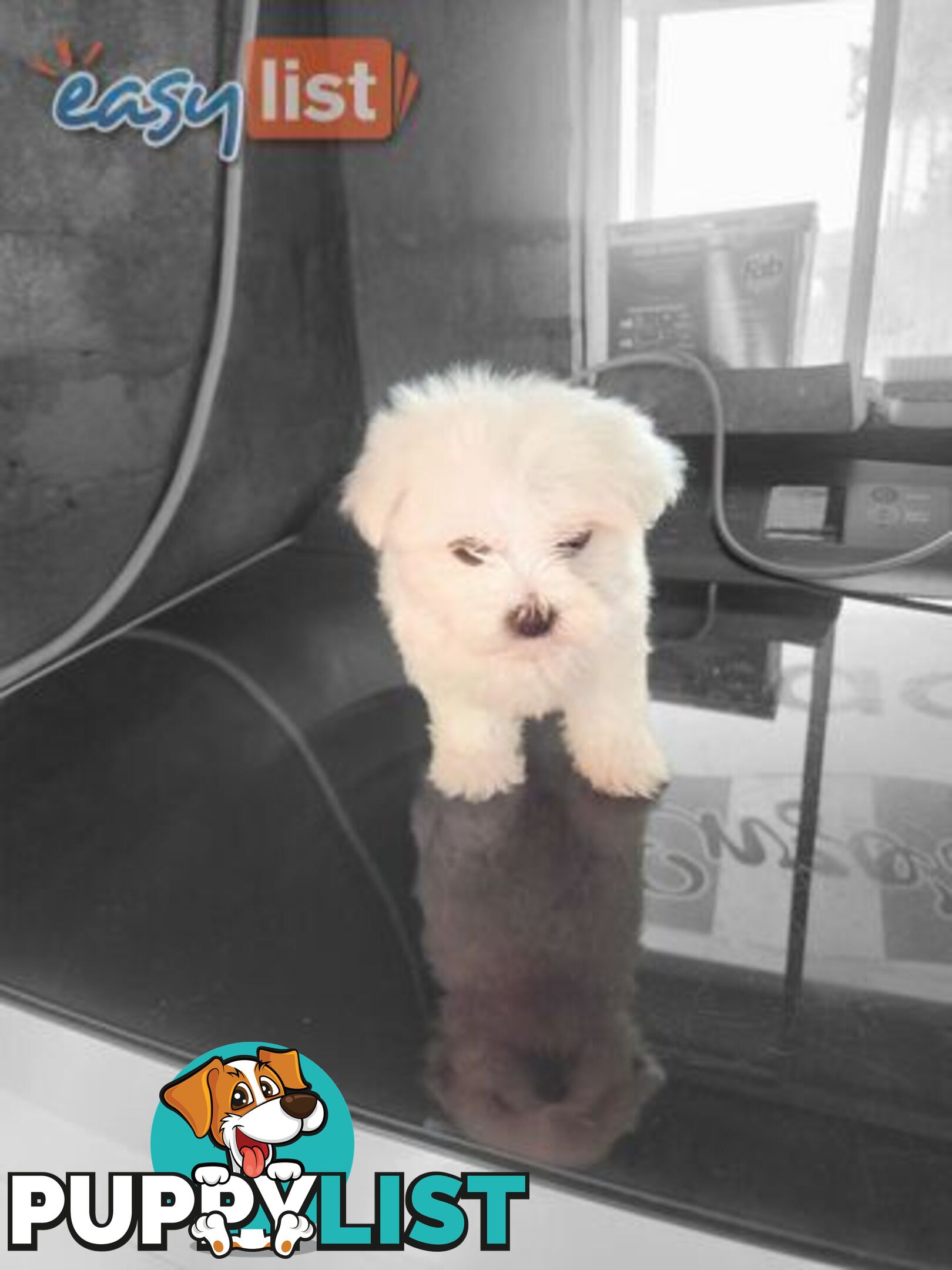 Maltese puppies purebred