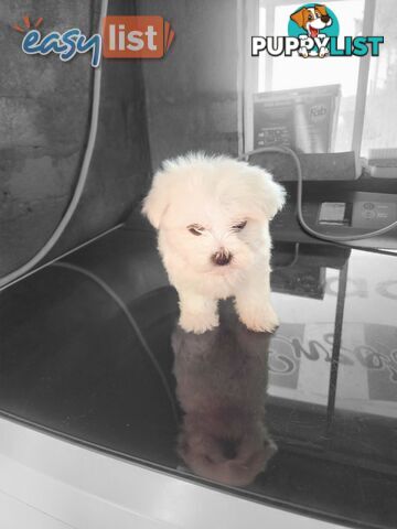 Maltese puppies purebred