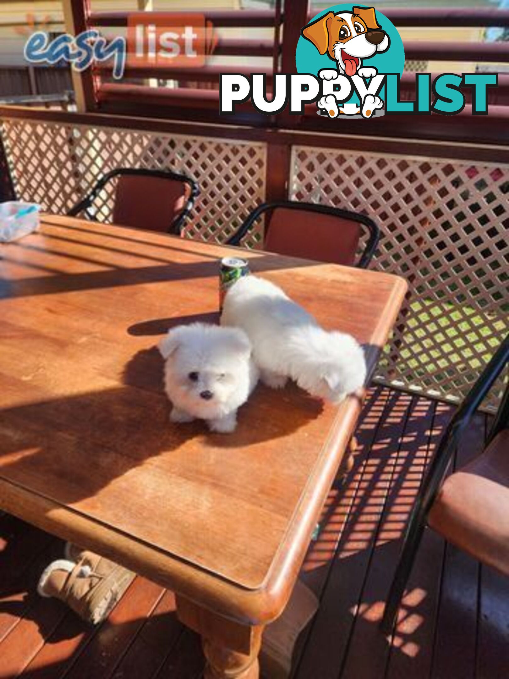 Maltese puppies purebred