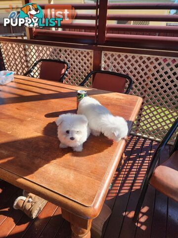 Maltese puppies purebred
