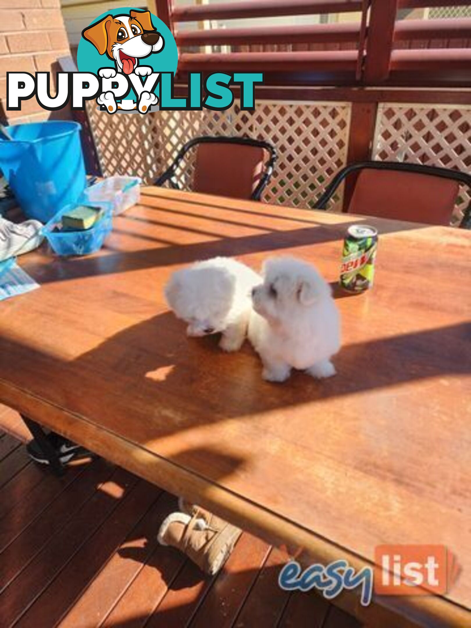 Maltese puppies purebred
