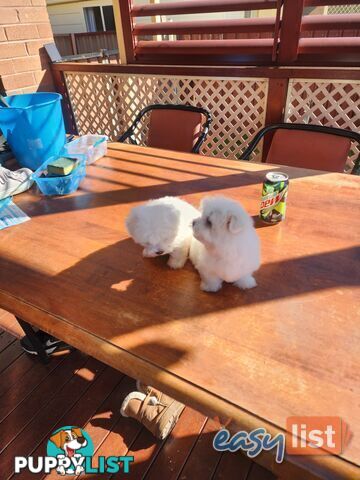 Maltese puppies purebred