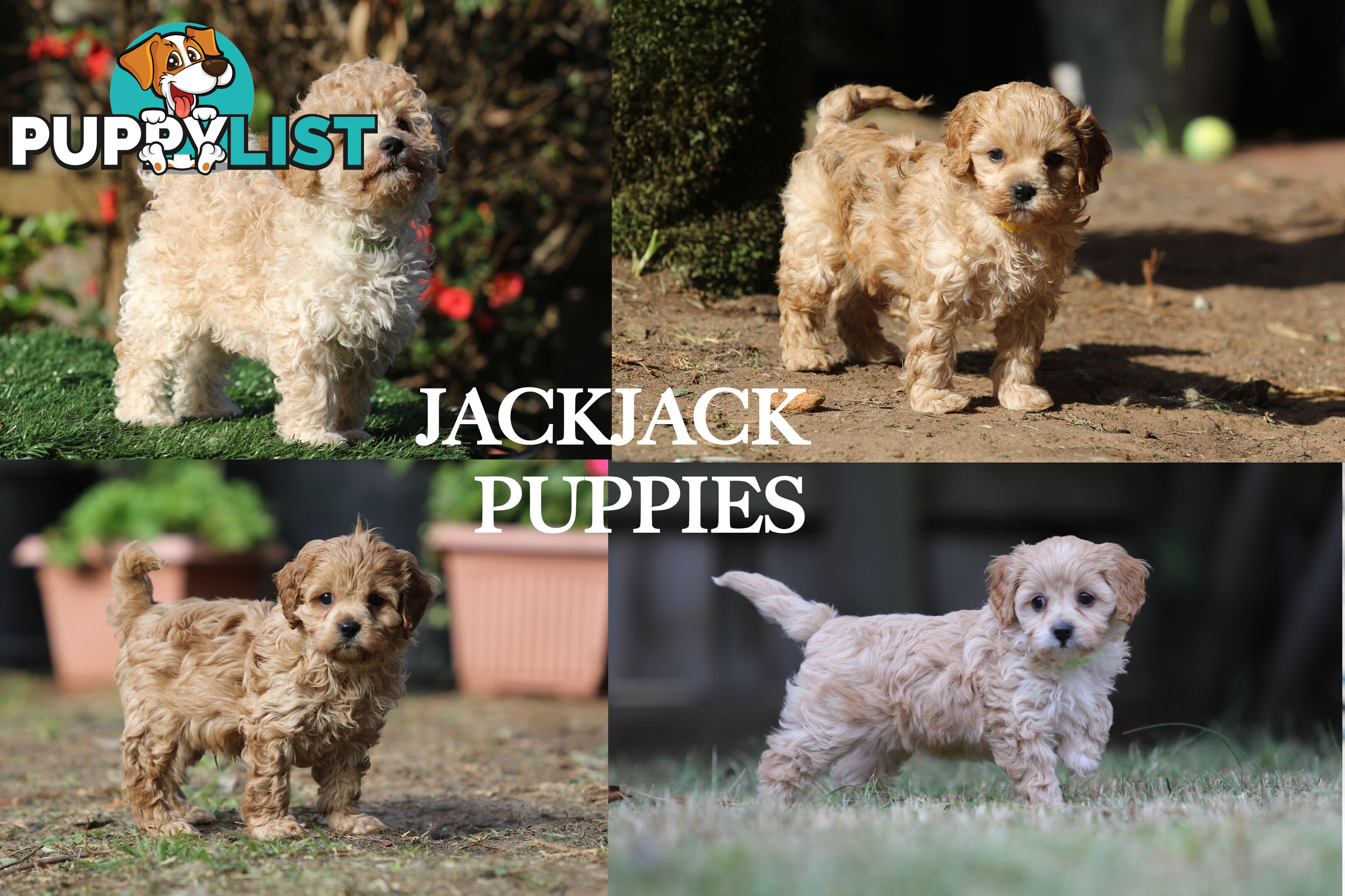 Premium Toy Poodle Stud Services – DNA Clear & Proven Performers