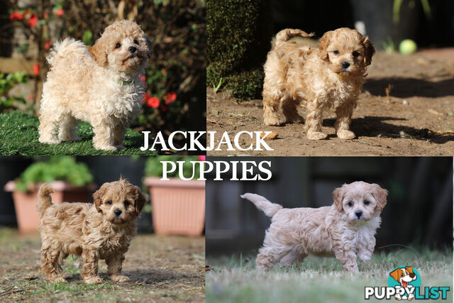 Premium Toy Poodle Stud Services – DNA Clear & Proven Performers