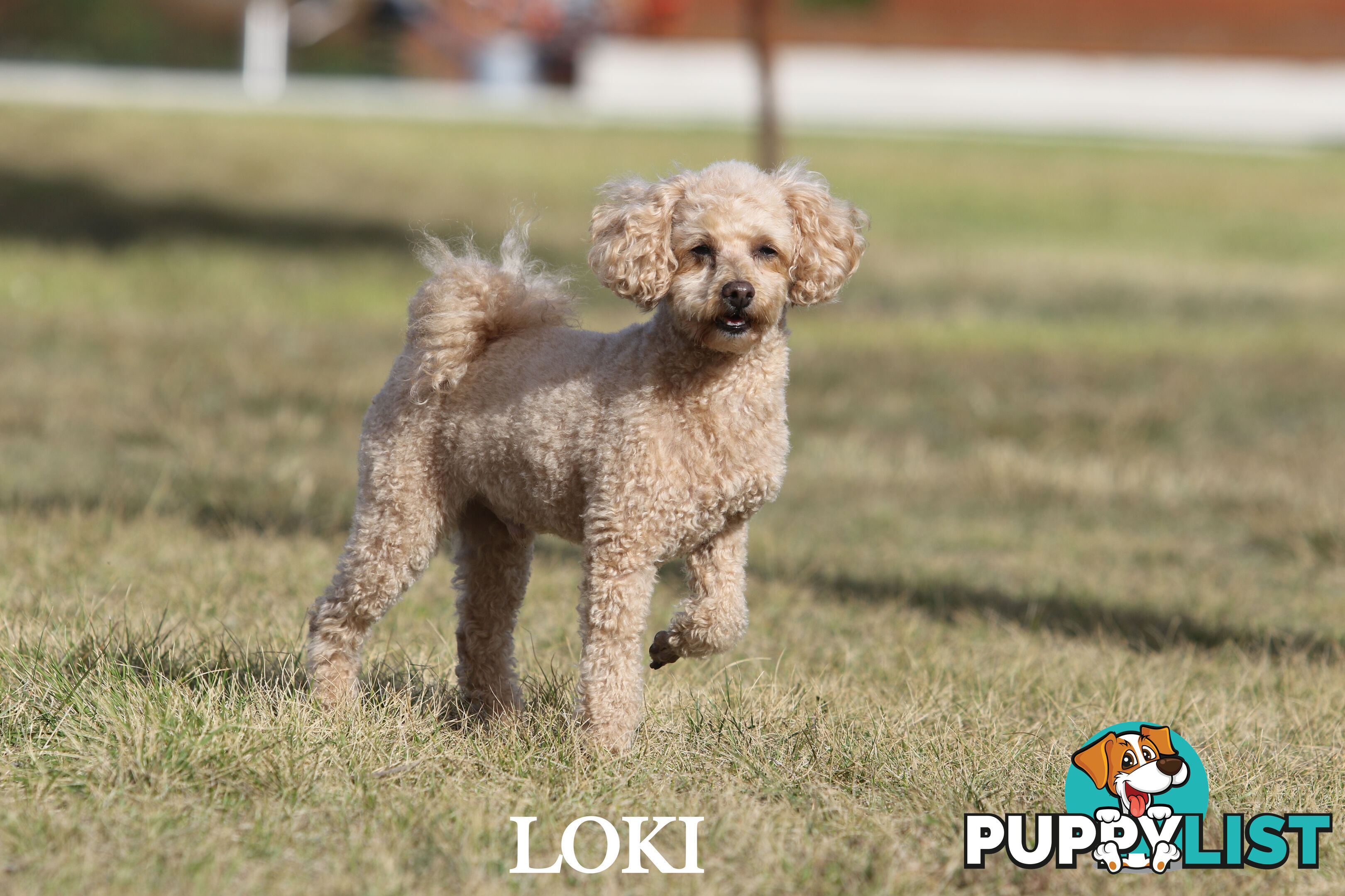 Premium Toy Poodle Stud Services – DNA Clear & Proven Performers