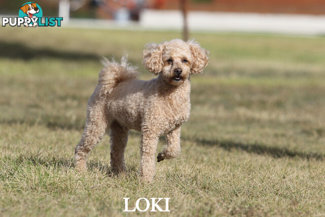 Premium Toy Poodle Stud Services – DNA Clear & Proven Performers