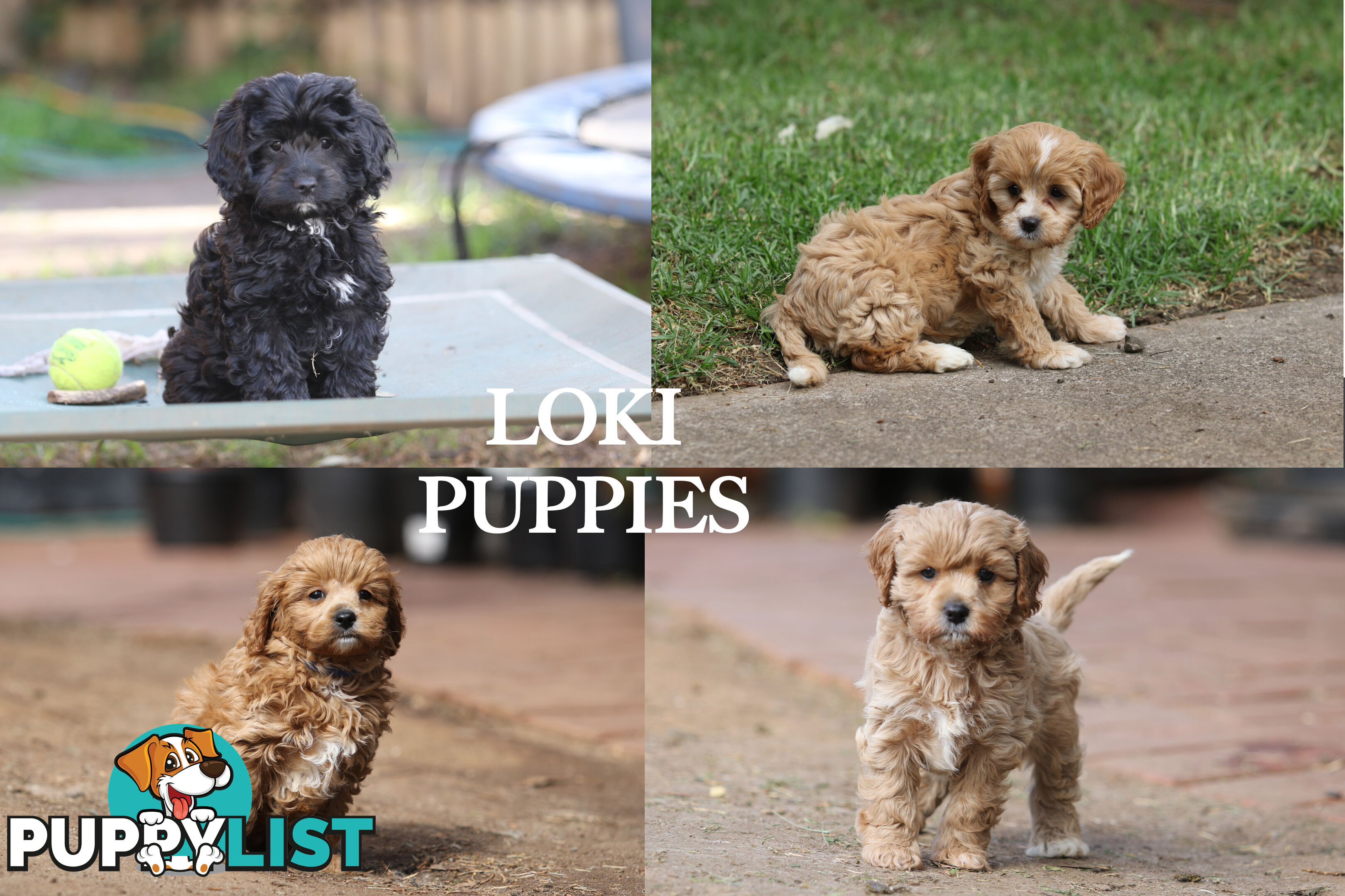 Premium Toy Poodle Stud Services – DNA Clear & Proven Performers