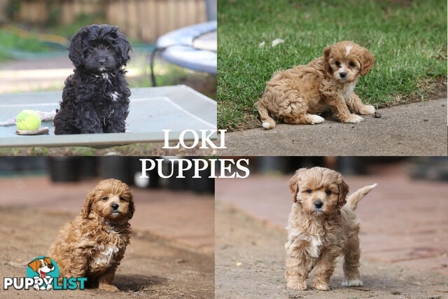 Premium Toy Poodle Stud Services – DNA Clear & Proven Performers