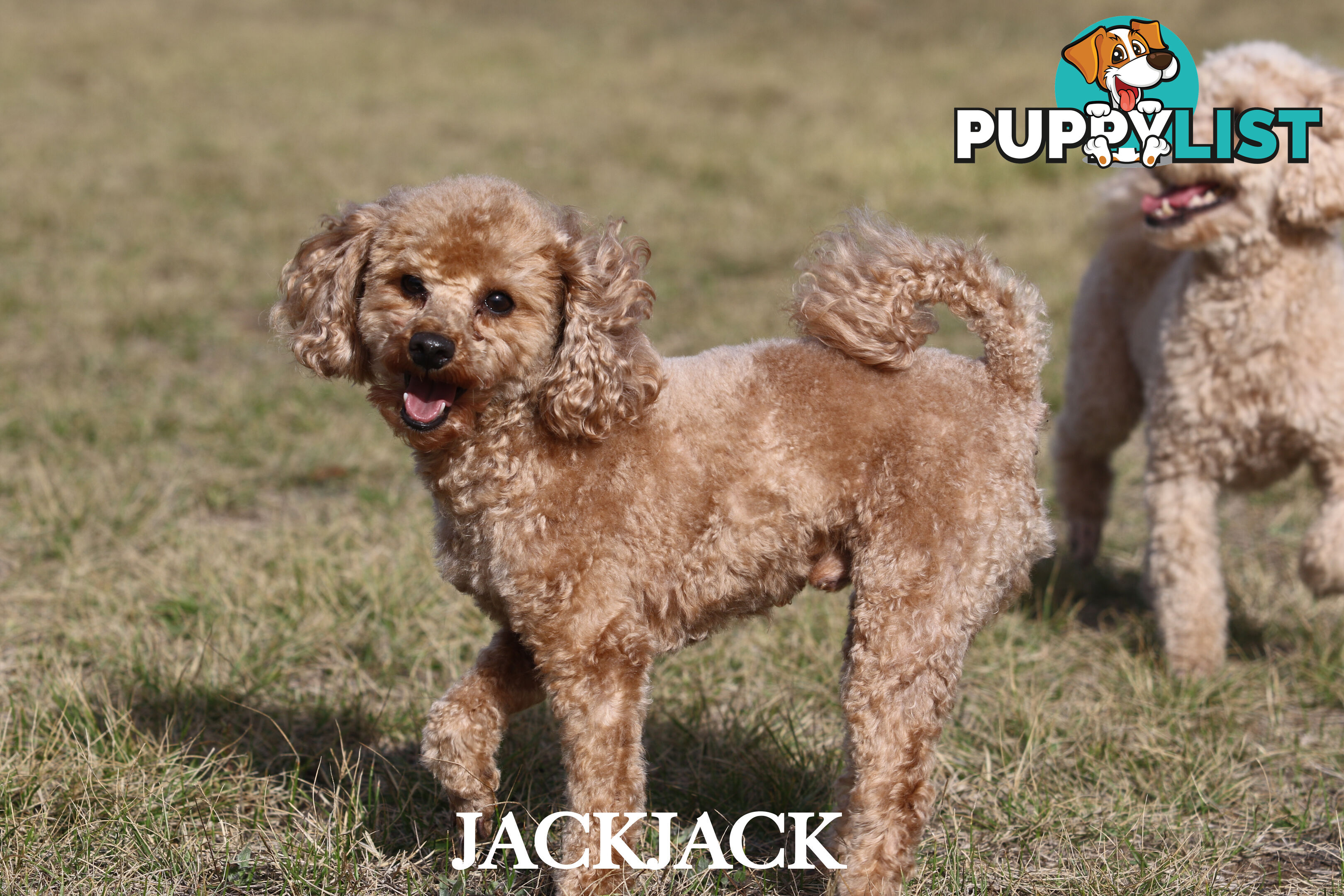 Premium Toy Poodle Stud Services – DNA Clear & Proven Performers