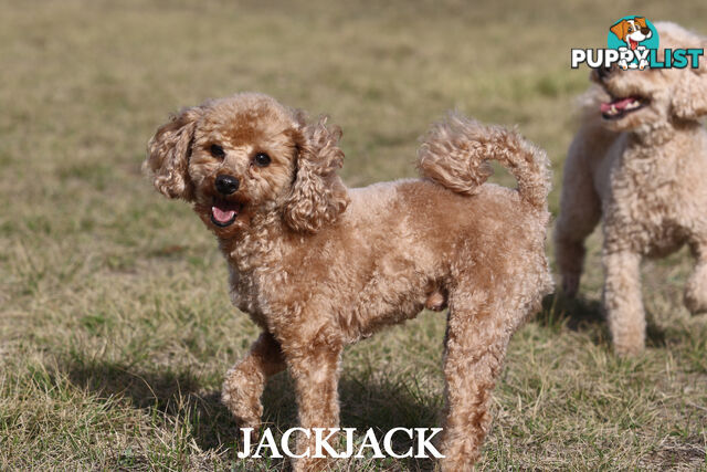 Premium Toy Poodle Stud Services – DNA Clear & Proven Performers
