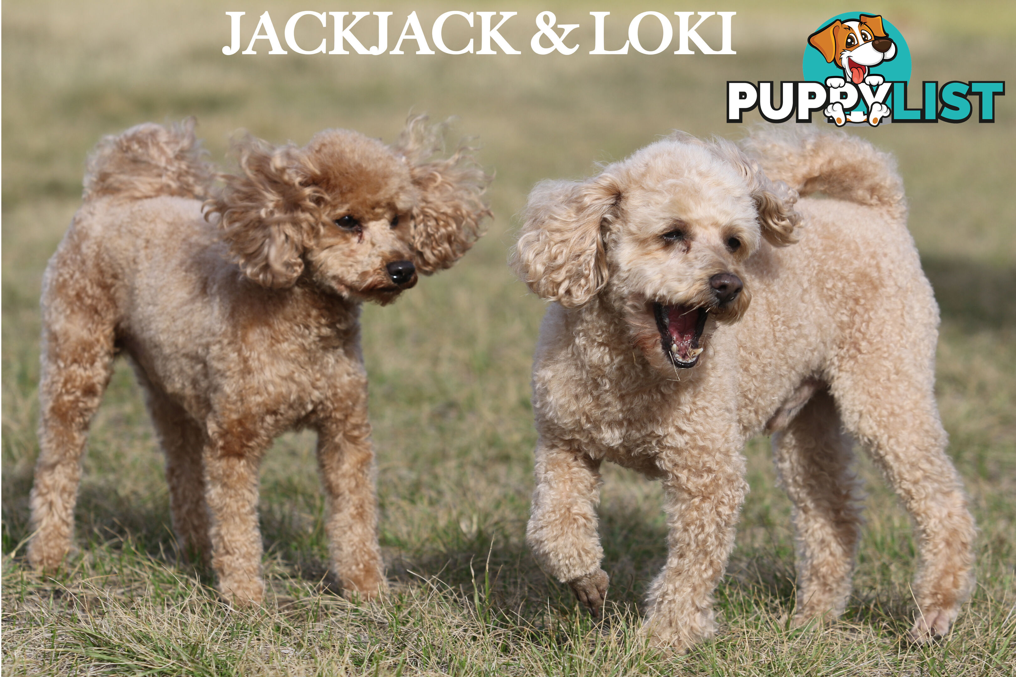 Premium Toy Poodle Stud Services – DNA Clear & Proven Performers