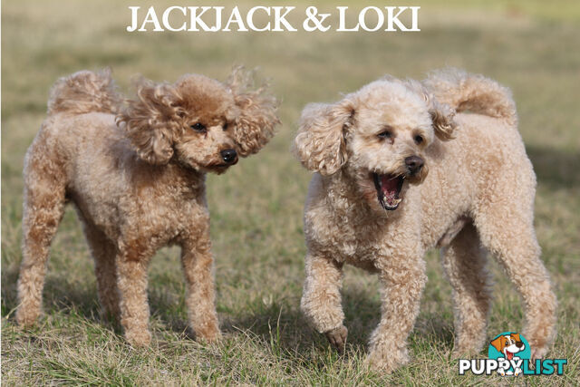 Premium Toy Poodle Stud Services – DNA Clear & Proven Performers