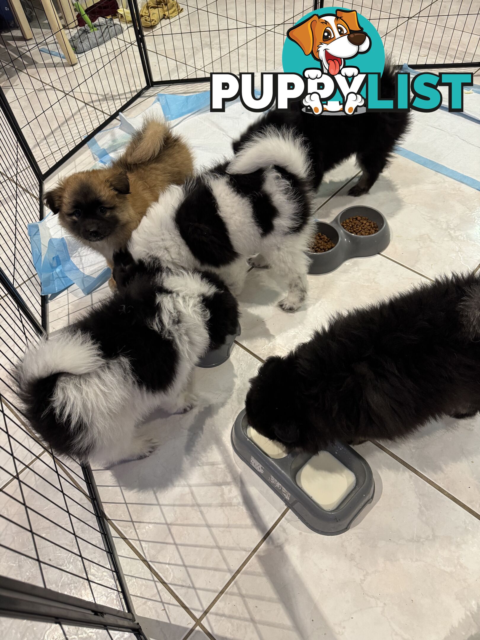 Japanese Spitz x Pomeranian x Foxy Puppies (9weeks)