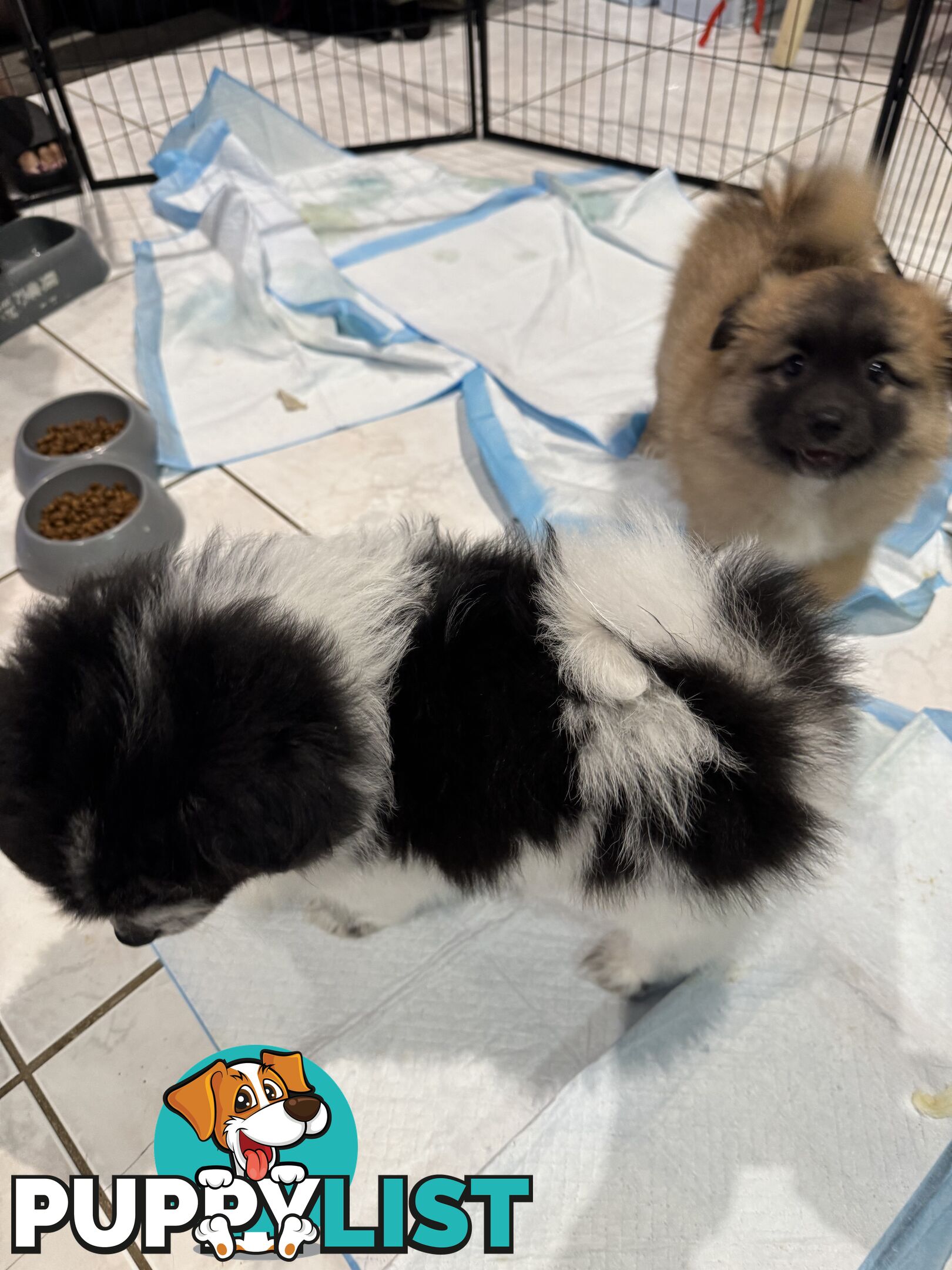 Japanese Spitz x Pomeranian x Foxy Puppies (9weeks)