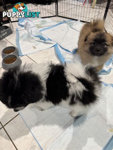 Japanese Spitz x Pomeranian x Foxy Puppies (9weeks)