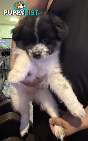 Japanese Spitz x Pomeranian x Foxy Puppies (9weeks)