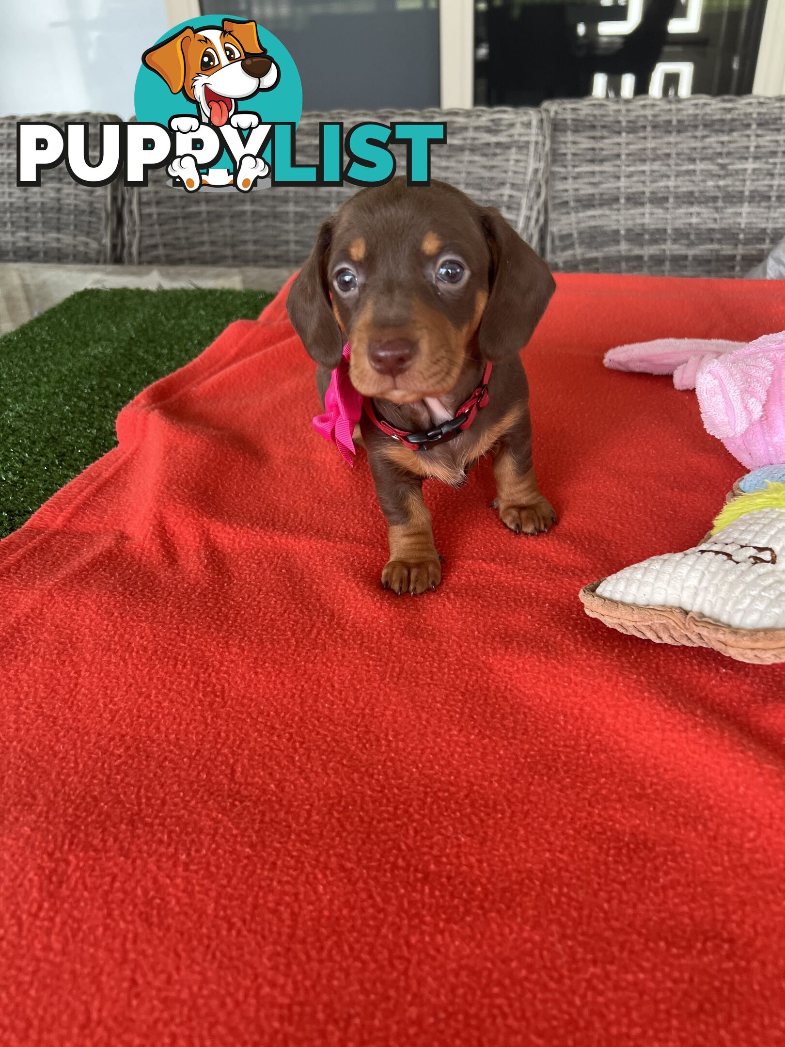 Purebred miniature Dachshund