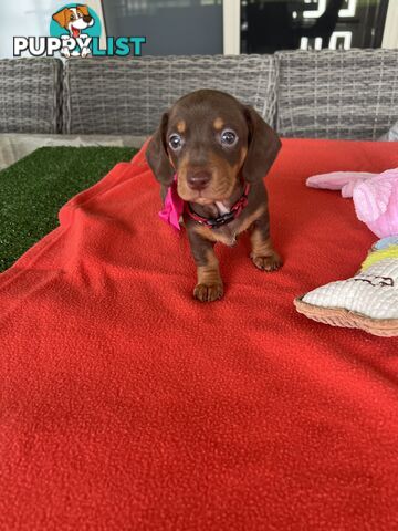 Purebred miniature Dachshund