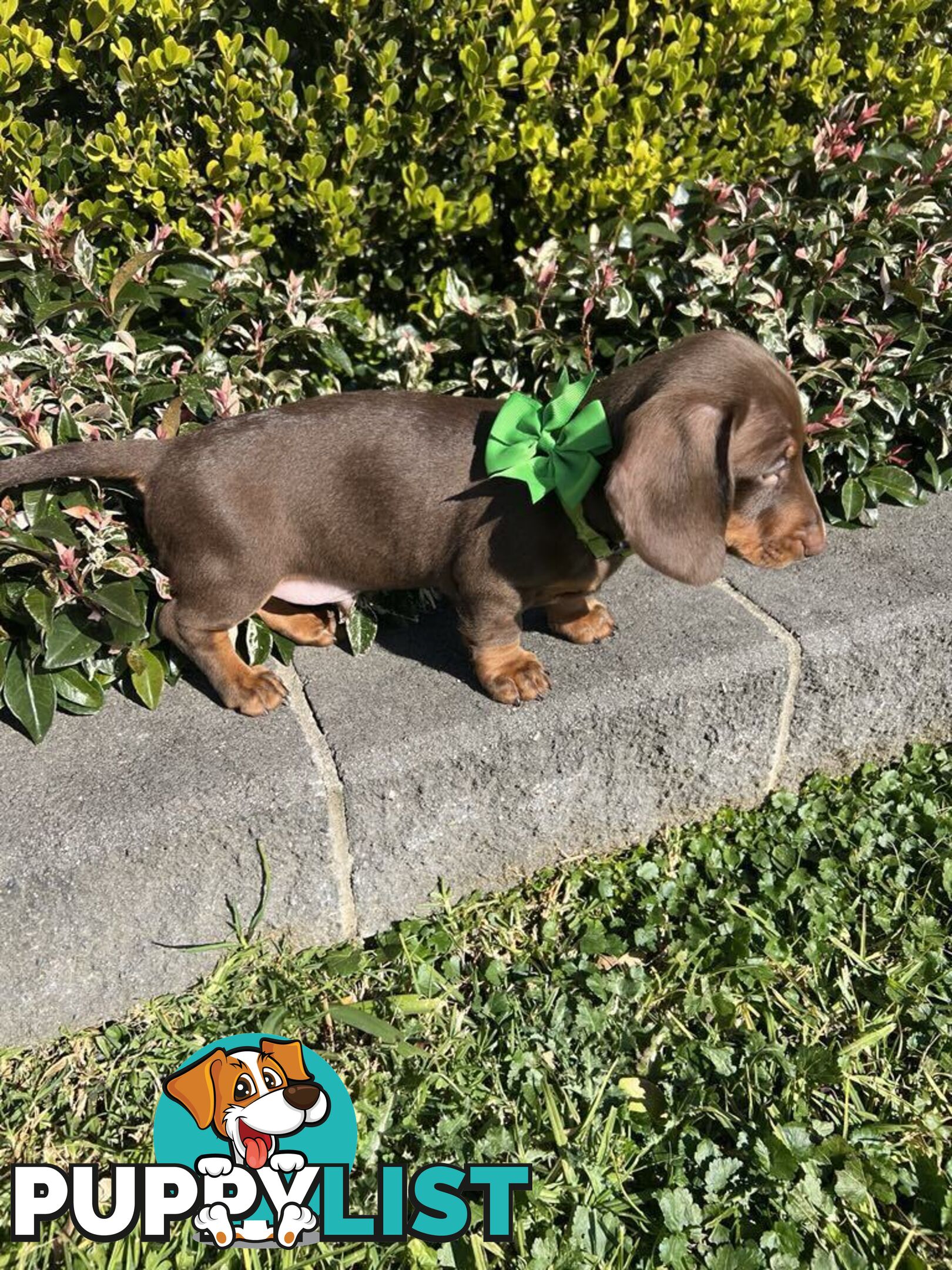 Purebred miniature Dachshund
