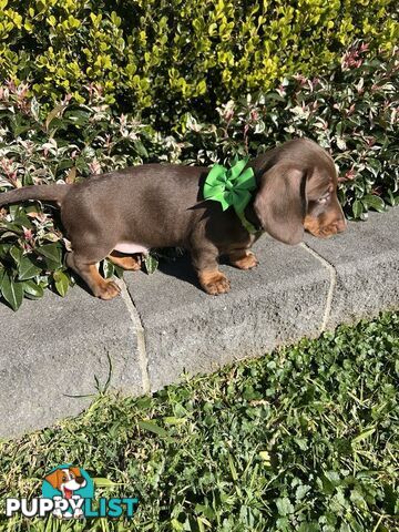 Purebred miniature Dachshund