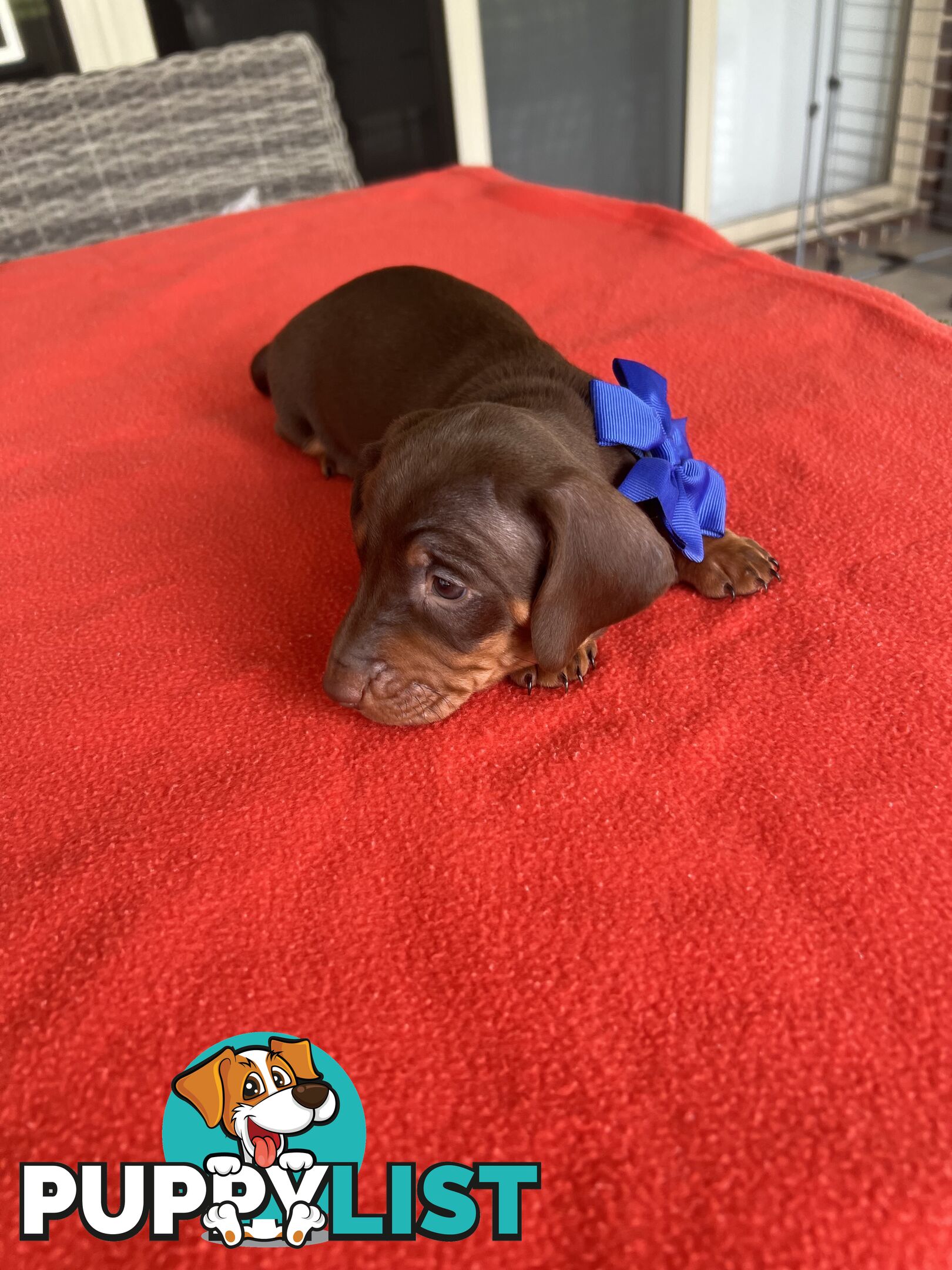 Purebred miniature Dachshund
