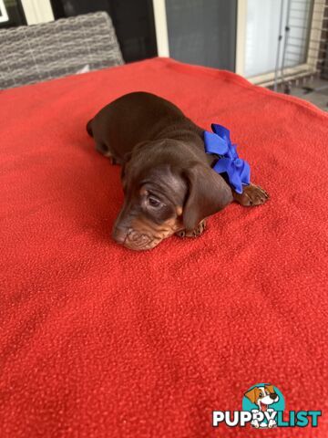 Purebred miniature Dachshund
