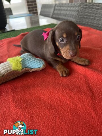 Purebred miniature Dachshund
