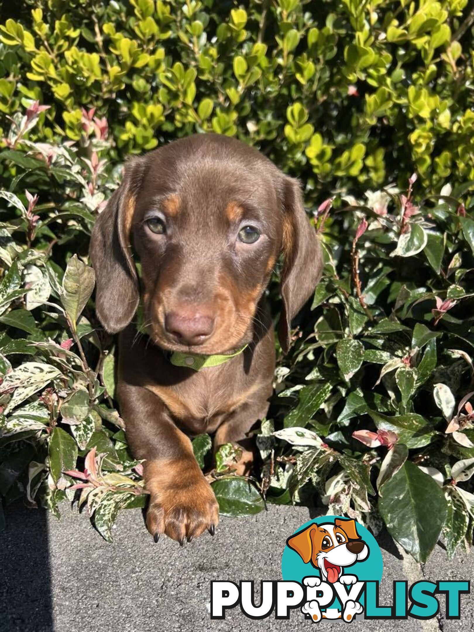 Purebred miniature Dachshund