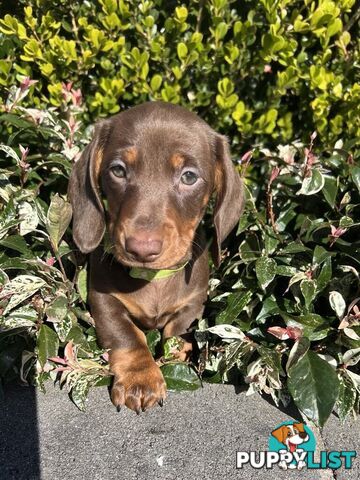 Purebred miniature Dachshund