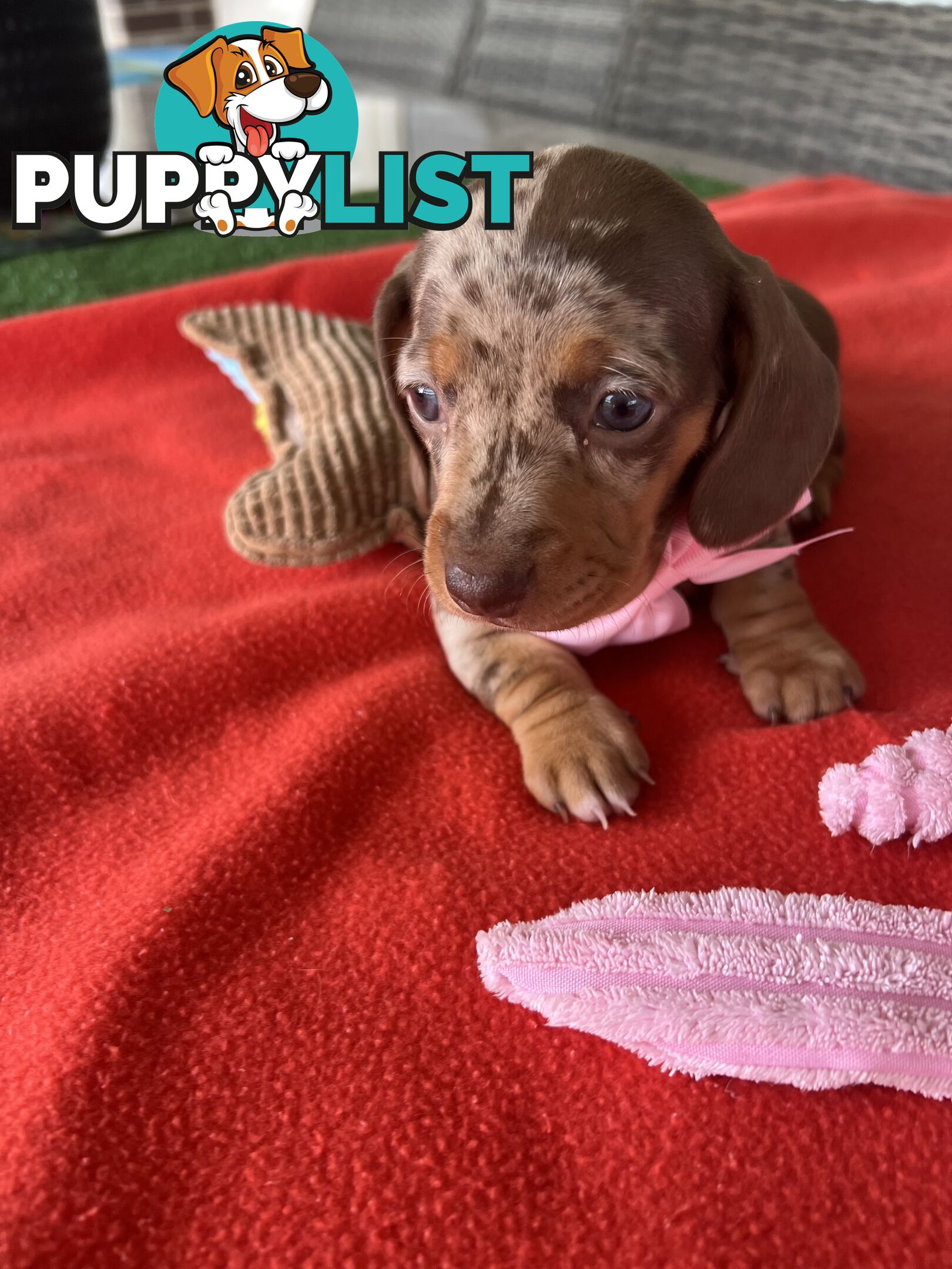 Purebred miniature Dachshund