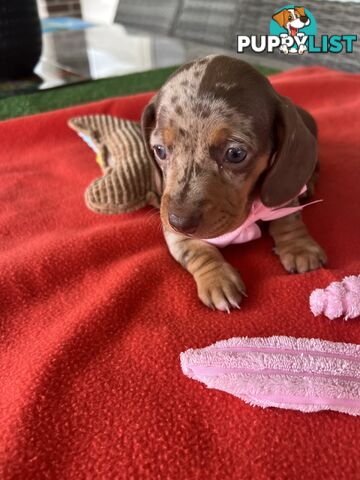 Purebred miniature Dachshund