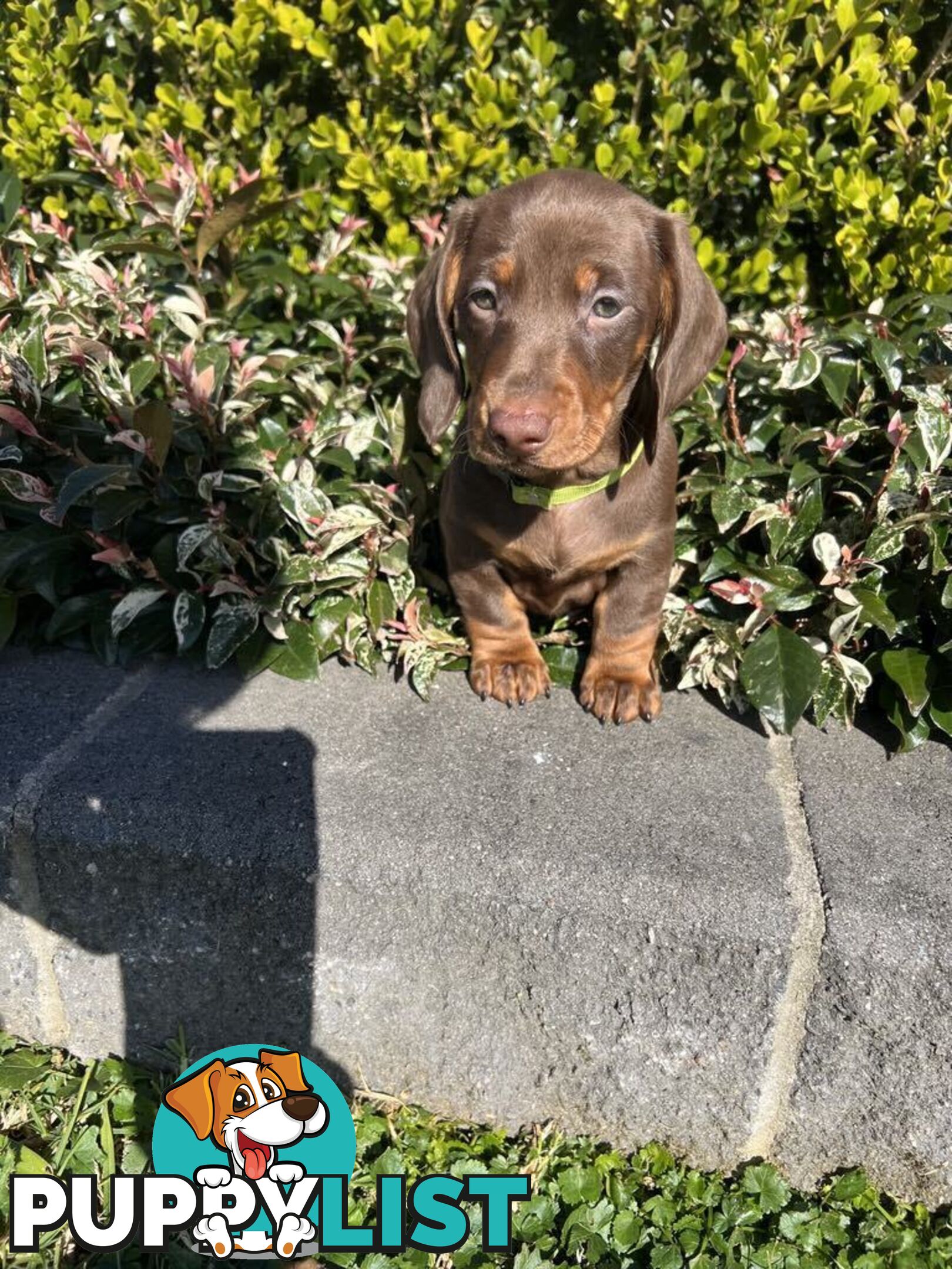 Purebred miniature Dachshund