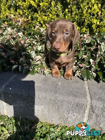 Purebred miniature Dachshund