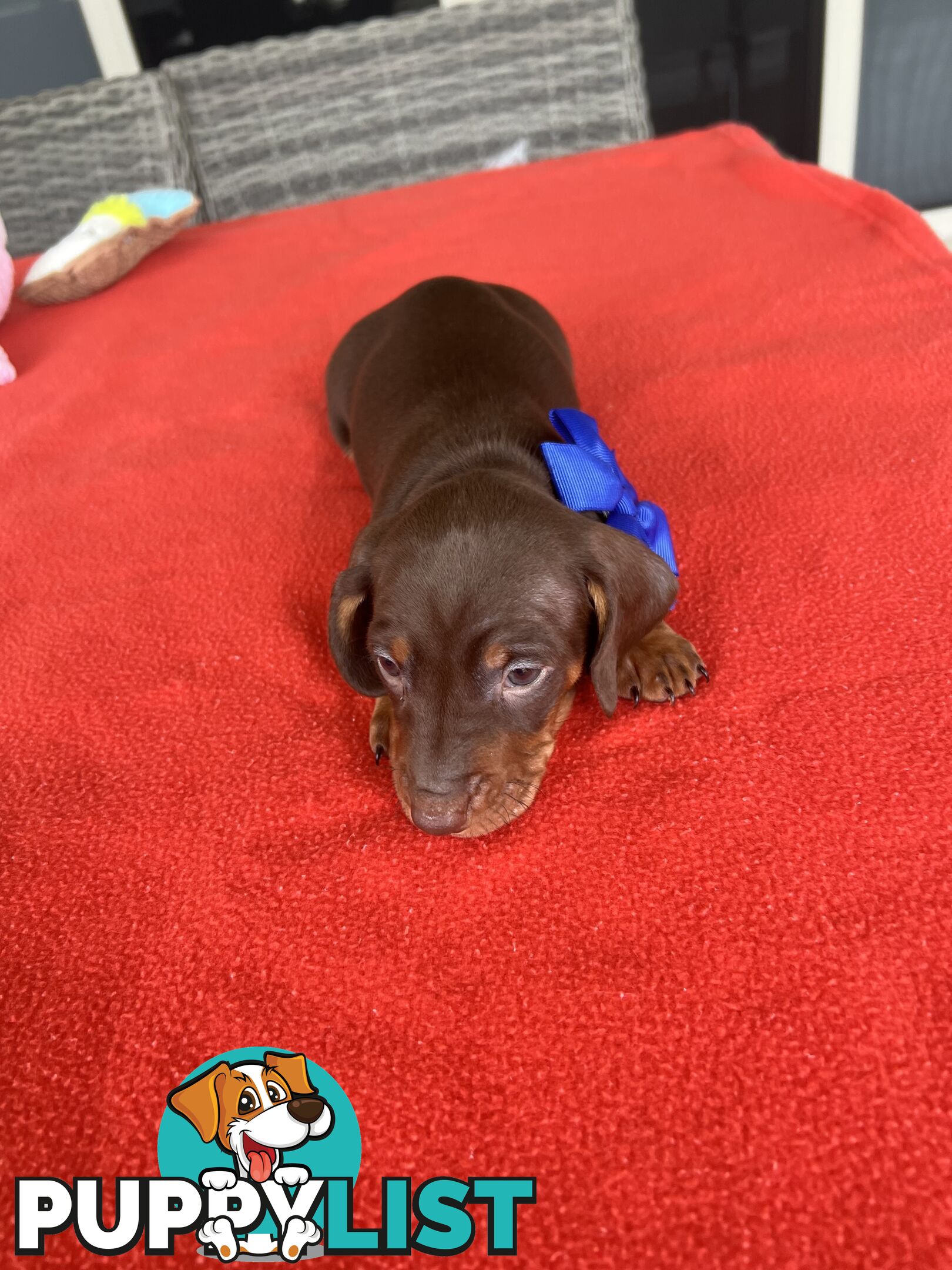 Purebred miniature Dachshund