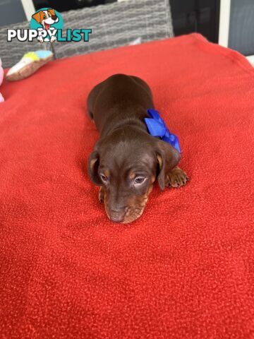 Purebred miniature Dachshund