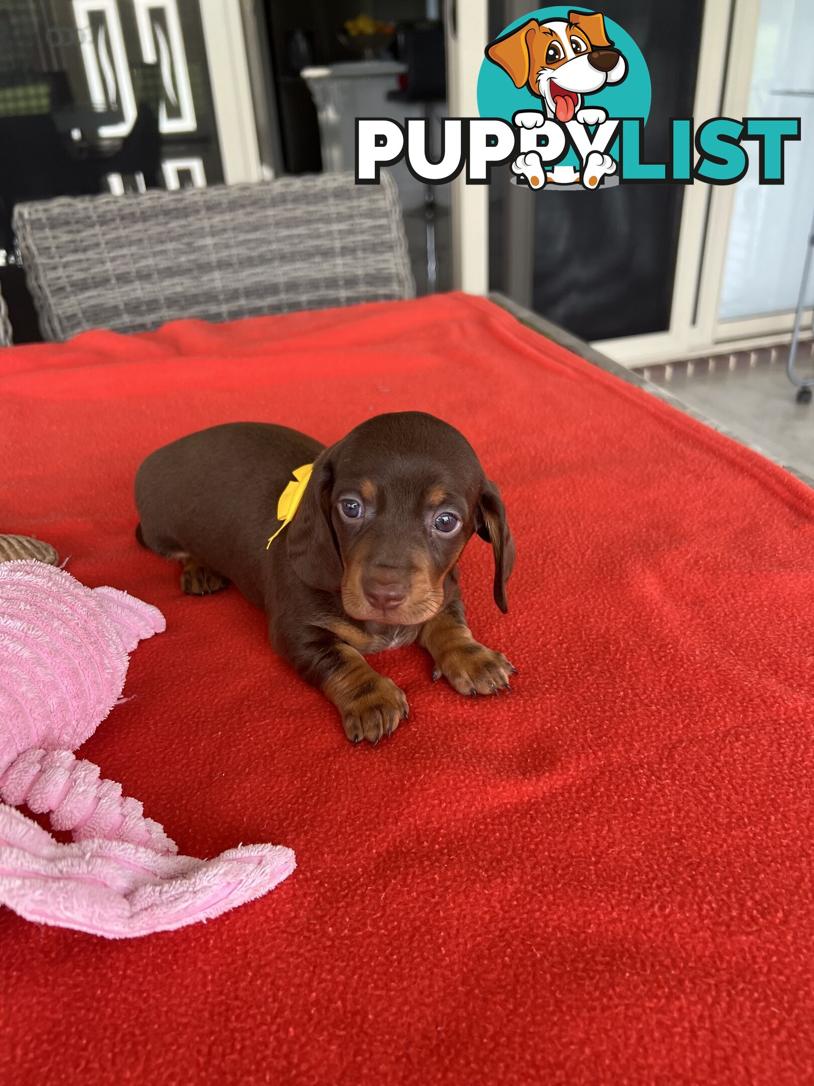 Purebred miniature Dachshund