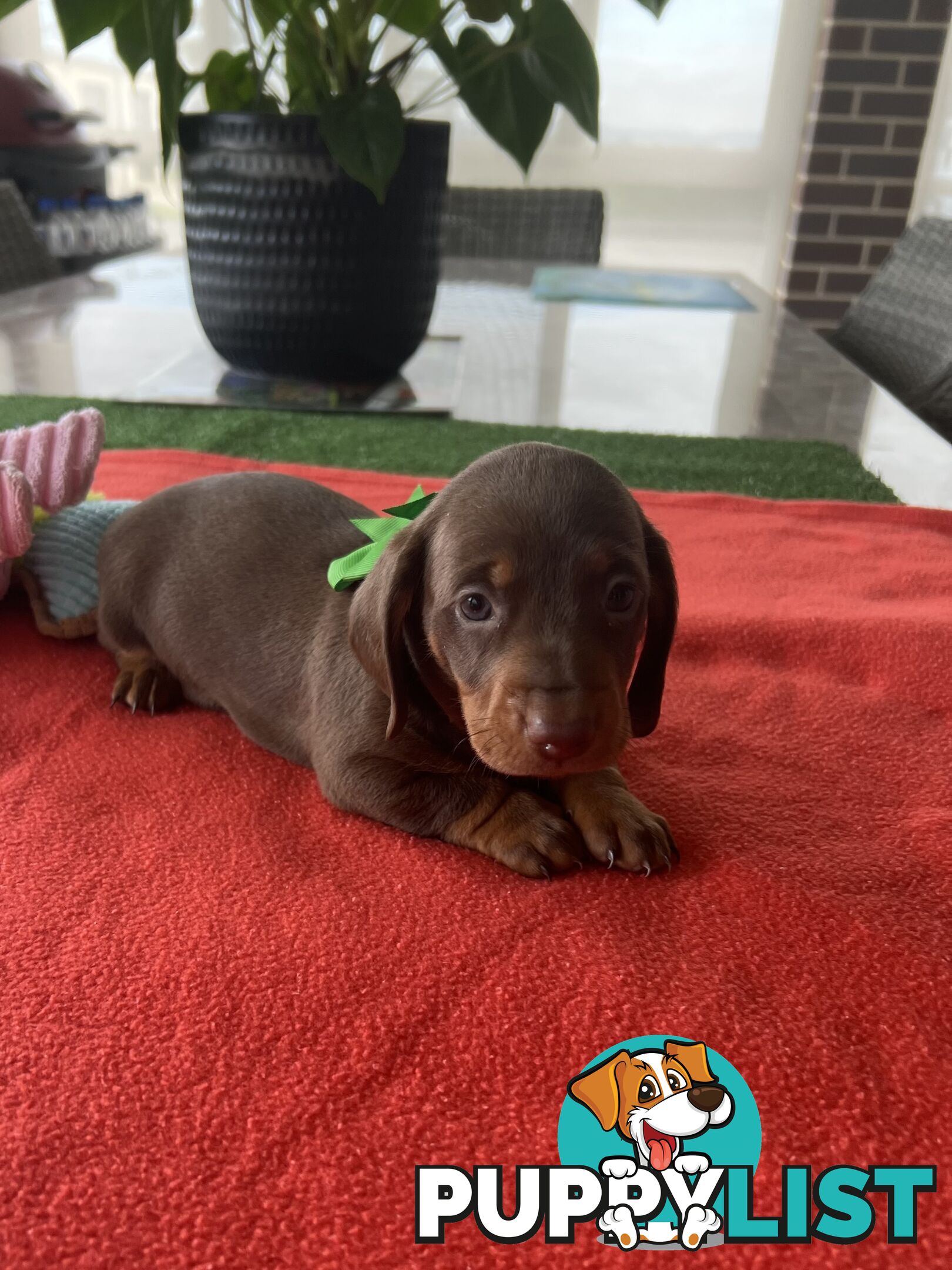 Purebred miniature Dachshund