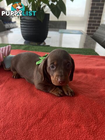 Purebred miniature Dachshund