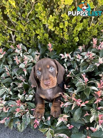 Purebred miniature Dachshund