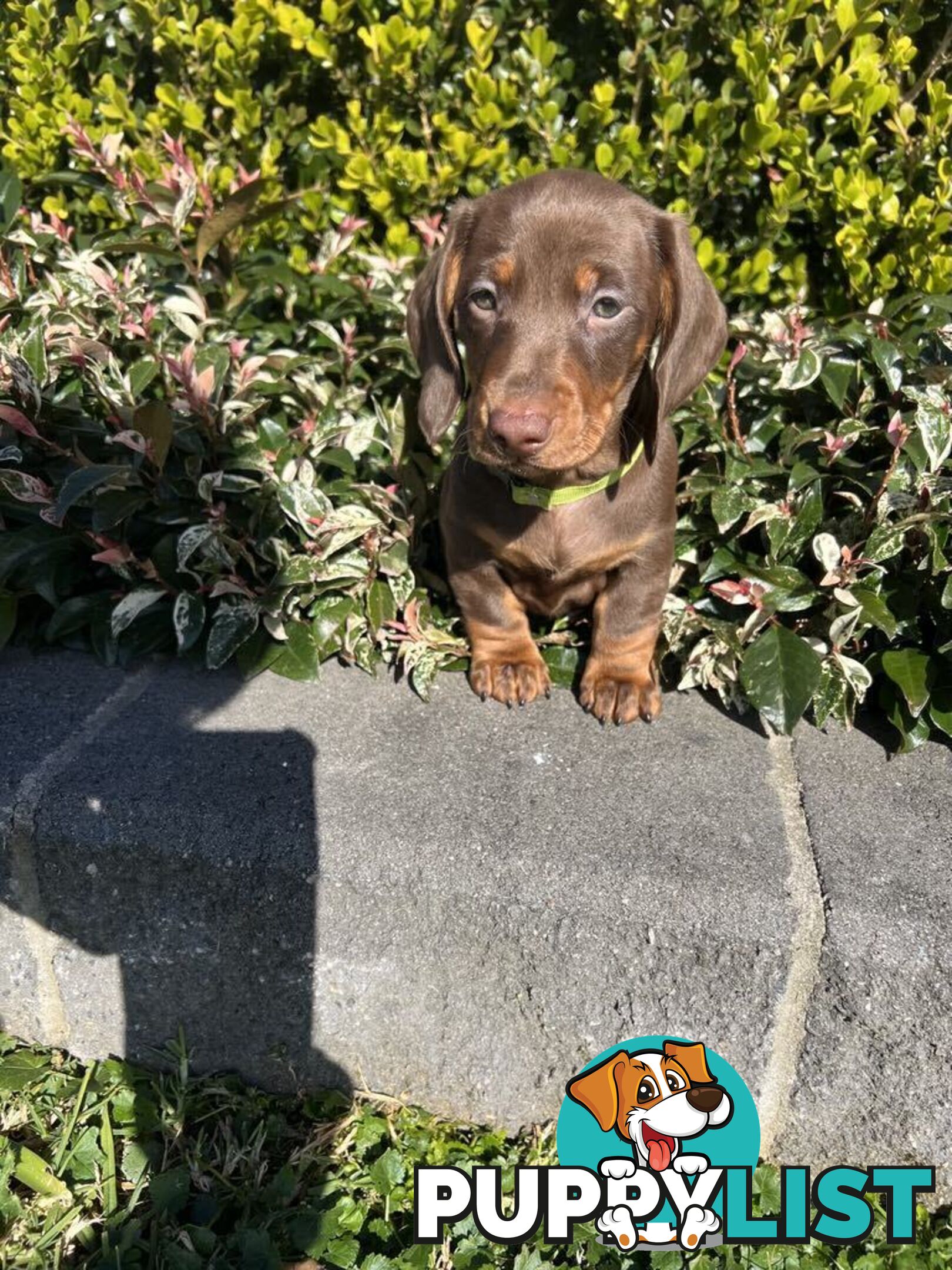 Purebred miniature Dachshund