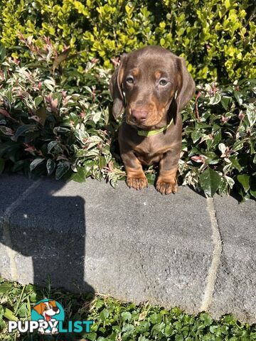 Purebred miniature Dachshund